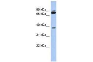 Image no. 1 for anti-Proline Rich 19 (PRR19) (AA 107-156) antibody (ABIN6743929) (PRR19 Antikörper  (AA 107-156))