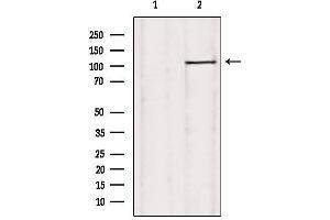 Western blot analysis of extracts from rat heart, using USP38 Antibody. (USP38 Antikörper  (Internal Region))