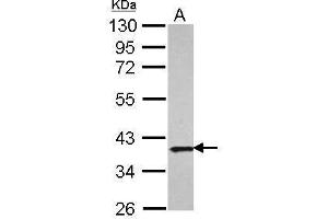 WB Image Sample (30 ug of whole cell lysate) A: A431 10% SDS PAGE antibody diluted at 1:1000 (APEX1 Antikörper  (Center))