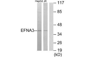 Western blot analysis of extracts from HepG2 cells and Jurkat cells, using EFNA3 antibody. (Ephrin A3 Antikörper  (C-Term))