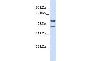 TMEM135 antibody used at 1 ug/ml to detect target protein.