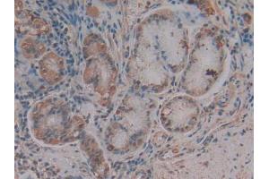 IHC-P analysis of Human Stomach Tissue, with DAB staining. (CXCL12 Antikörper  (AA 23-89))
