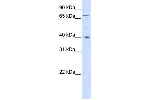 Western Blotting (WB) image for anti-Spermatogenesis Associated 7 (SPATA7) antibody (ABIN2459987) (SPATA7 Antikörper)