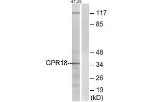 Western Blotting (WB) image for anti-G Protein-Coupled Receptor 18 (GPR18) (Internal Region) antibody (ABIN6301186) (GPR18 Antikörper  (Internal Region))