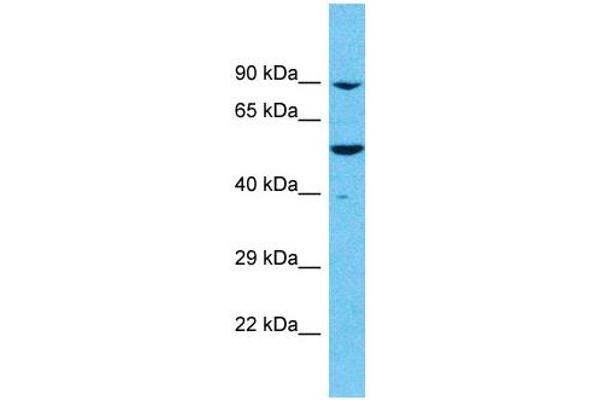 MEIOB Antikörper  (C-Term)