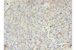 Immunohistochemistry of paraffin-embedded human pancreatic tissue using ABIN7163382 at dilution of 1:100 (PMM1 Antikörper  (AA 2-262))