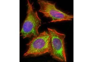 Immunofluorescent analysis of 4 % paraformaldehyde-fixed, 0. (HIF1AN Antikörper  (AA 1-349))