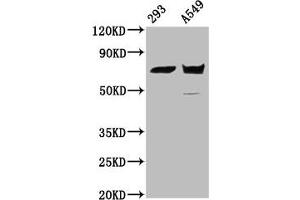 Western Blot Positive WB detected in: 293 whole cell lysate, A549 whole cell lysate All lanes: PLS1 antibody at 5. (PLS1 Antikörper  (AA 1-143))
