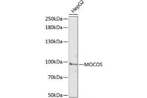 Western blot analysis of extracts of HepG2 cells using MOCOS Polyclonal Antibody at dilution of 1:3000. (MOCOS Antikörper)