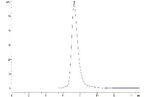 The purity of Biotinylated Human LILRB3 is greater than 95 % as determined by SEC-HPLC. (LILRB3 Protein (AA 24-443) (His-Avi Tag,Biotin))