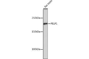 Western blot analysis of extracts of Rat testis, using PELP1 Rabbit mAb (ABIN7269557) at 1:1000 dilution. (PELP1 Antikörper)
