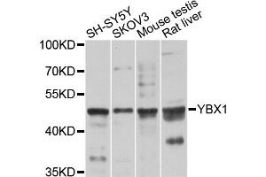 Western blot analysis of extracts of various cell lines, using YBX1 antibody (ABIN5995379) at 1/1000 dilution. (YBX1 Antikörper)