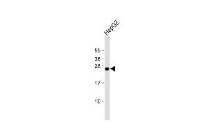 Anti-TMED4 Antibody (Center) at 1:2000 dilution + HepG2 whole cell lysate Lysates/proteins at 20 μg per lane. (TMED4 Antikörper  (AA 130-161))