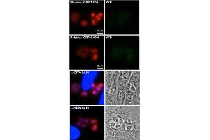 Immunofluorescence (IF) image for anti-Green Fluorescent Protein (GFP) antibody (ABIN356346) (GFP Antikörper)
