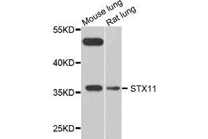 Western blot analysis of extract of mouse lung and rat lung cells, using STX11 antibody. (Syntaxin 11 Antikörper)