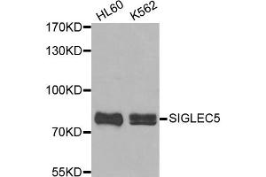 Western blot analysis of extracts of HL60 and K562 cell lines, using SIGLEC5 antibody. (SIGLEC5 Antikörper)