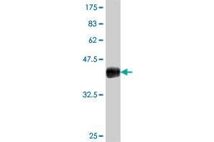 Western Blot detection against Immunogen (37. (IL31RA Antikörper  (AA 21-120))