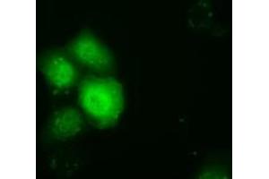 Anti-TTC32 mouse monoclonal antibody (ABIN2453737) immunofluorescent staining of COS7 cells transiently transfected by pCMV6-ENTRY TTC32 (RC209334). (TTC32 Antikörper)