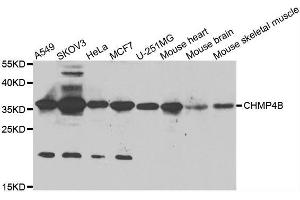 Western blot analysis of extracts of various cell lines, using CHMP4B antibody. (CHMP4B Antikörper  (AA 1-224))