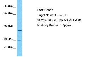 Western Blotting (WB) image for anti-Olfactory Receptor, Family 52, Subfamily B, Member 6 (OR52B6) (C-Term) antibody (ABIN2791831)