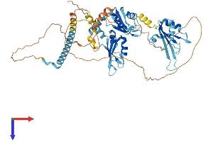 PUF60 Protein (AA 1-559) (His tag)