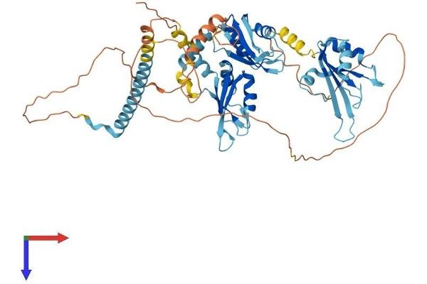 PUF60 Protein (AA 1-559) (His tag)