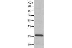 SRP19 Protein (AA 1-144) (His tag)