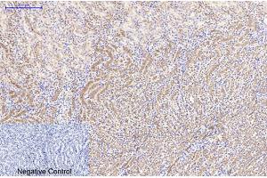Immunohistochemical analysis of paraffin-embedded mouse kidney tissue. (beta Catenin Antikörper)