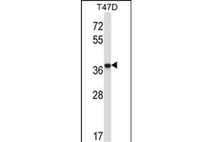 P2CB Antibody (C-term) (ABIN657687 and ABIN2846679) western blot analysis in T47D cell line lysates (35 μg/lane). (PPP2CB Antikörper  (C-Term))