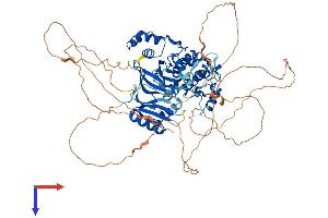 MARK3 Protein (AA 1-753) (His tag)