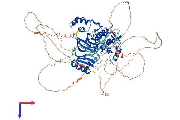 MARK3 Protein (AA 1-753) (His tag)