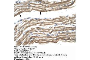 Human Muscle (HOXA10 Antikörper  (N-Term))
