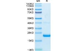 TNF alpha Protein (AA 77-233) (His-Avi Tag,Biotin)