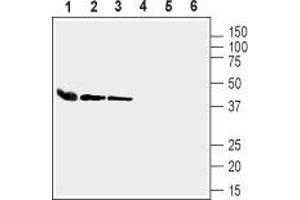 Western blot analysis of mouse heart lysate (lanes 1 and 4), rat lung membranes (lanes 2 and 5) and mouse lung lysate (lanes 3 and 6): - 1-3. (GJA4 Antikörper  (Intracellular))