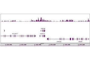Histone H4K8ac antibody (pAb) tested by ChIP-Seq.