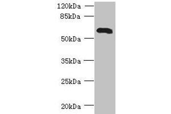 USP3 Antikörper  (C-Term)