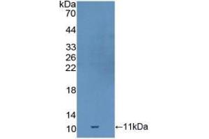 Western blot analysis of recombinant Mouse GDF10. (GDF10 Antikörper  (AA 339-477))