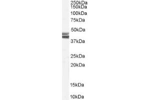 Image no. 1 for anti-Neuropeptide Y Receptor Y2 (NPY2R) (Internal Region) antibody (ABIN374839) (NPY2R Antikörper  (Internal Region))