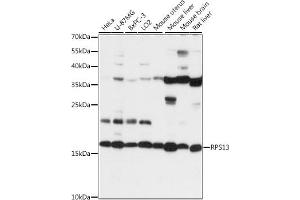 Western blot analysis of extracts of various cell lines, using RPS13 antibody (ABIN7270012) at 1:1000 dilution.