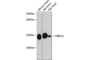 Western blot analysis of extracts of various cell lines, using FKBP12 Rabbit mAb (ABIN7267211) at 1:1000 dilution. (FKBP1A Antikörper)