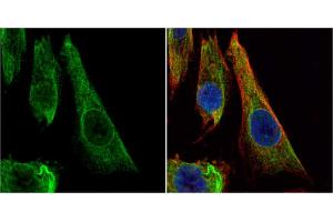 ICC/IF Image Bcl-X antibody detects Bcl-X protein at cytoplasm by immunofluorescent analysis.
