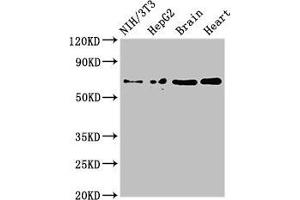 Western Blot Positive WB detected in: NIH/3T3 whole cell lysate, HepG2 whole cell lysate, Mouse brain tissue, Rat heart tissue All lanes: EMB antibody at 3 μg/mL Secondary Goat polyclonal to rabbit IgG at 1/50000 dilution Predicted band size: 37, 32 kDa Observed band size: 70 kDa (Embigin Antikörper  (AA 285-327))