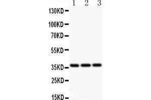 Anti-Bmi1 Picoband antibody, All lanes: Anti BMI1  at 0. (BMI1 Antikörper  (Middle Region))