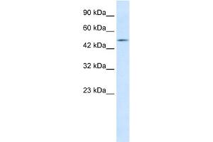 WB Suggested Anti-LHX9 Antibody Titration:  1. (LHX9 Antikörper  (C-Term))