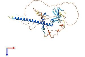 SAV1 Protein (AA 1-383) (His tag)