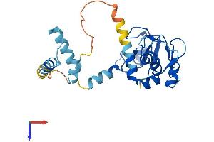 ILP-2 Protein (AA 1-236) (His tag)