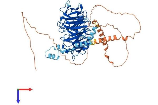 DCAF8 Protein (AA 1-597) (His tag)
