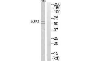 Western Blotting (WB) image for anti-IKAROS Family Zinc Finger 2 (IKZF2) (Internal Region) antibody (ABIN1852462)