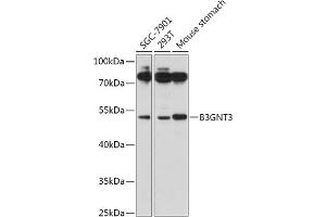 Western blot analysis of extracts of various cell lines, using B3GNT3 antibody (ABIN7271204) at 1:1000 dilution.