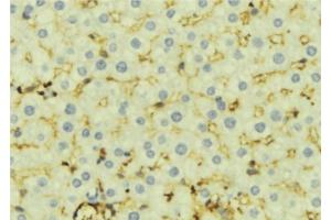 ABIN6276924 at 1/100 staining Mouse liver tissue by IHC-P. (CES1 Antikörper  (C-Term))